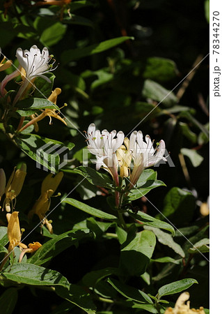甘い香りのスイカズラの花 甘い香りのスイカズラの花 78344270