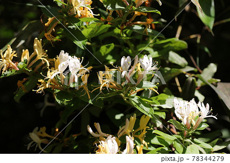 甘い香りのスイカズラの花 甘い香りのスイカズラの花 78344279
