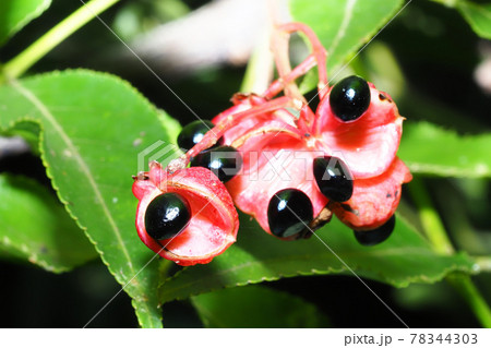 トキリマメの実 トキリマメの実 78344303