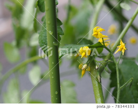 トマトの花 トマトの花 78344333