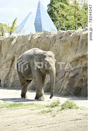 のんほいパークのアジアゾウ 78344347