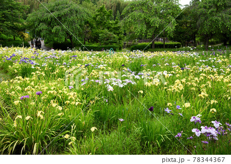 ベティーさんの家の花菖蒲 ベティーさんの家の花菖蒲 78344367