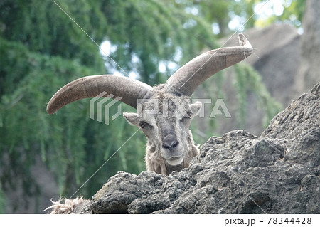 三度ひょっこりと 78344428