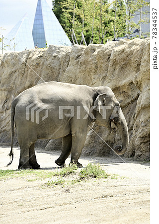 のんほいパークのアジアゾウ 78344537