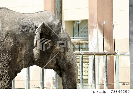 のんほいパークのアジアゾウ 78344596