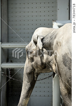 のんほいパークのアジアゾウ 78344718