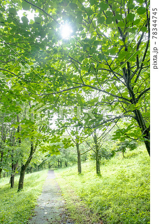 公園の散歩道 公園の散歩道 78344745