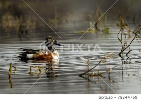 Northern shoveler or shoveller or Anas clypeata or Spatula clypeata closeup floating in wetland of keoladeo national park or bharatpur bird sanctuary rajasthan india 78344769