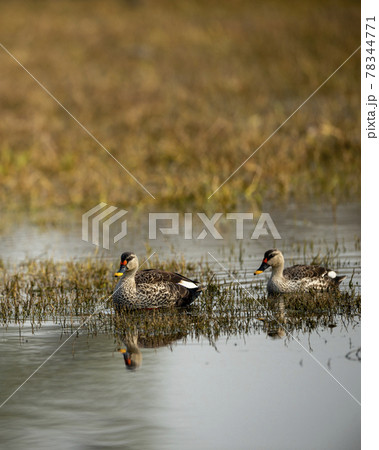 indian spot billed duck or Anas poecilorhyncha pair in keoladeo ghana national park or bharatpur bird sanctuary rajasthan india indian spot billed duck or Anas poecilorhyncha pair in keoladeo ghana national park or bharatpur bird sanctuary rajasthan india 78344771