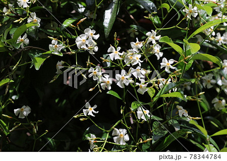 木にからんで伸びる、甘い香りのテイカズラの白い花 78344784