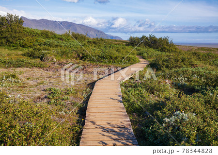 Wooden boardwalk thru greenery Skaftafell Vatnajokull National Park Eastern Iceland Scandinavia Wooden boardwalk thru greenery Skaftafell Vatnajokull National Park Eastern Iceland Scandinavia 78344828