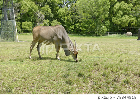 のんほいパークのエランド 78344918