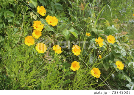 特定外来生物 どこにでも生える黄色い花 オオキンケイギクの写真素材 特定外来生物 どこにでも生える黄色い花 オオキンケイギクの写真素材