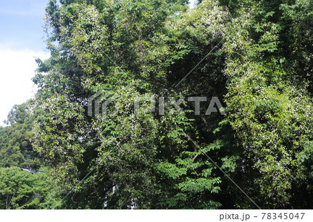 木にからんで伸びる、甘い香りのテイカズラの白い花 78345047