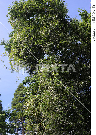 木にからんで伸びる、甘い香りのテイカズラの白い花 木にからんで伸びる、甘い香りのテイカズラの白い花 78345048
