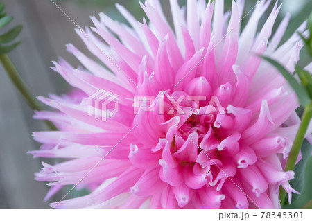 Beautiful pink dahlia Park Princess flower in summer garden 78345301