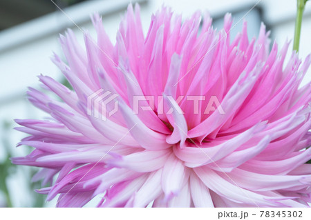 Beautiful pink dahlia Park Princess flower in summer garden Beautiful pink dahlia Park Princess flower in summer garden 78345302