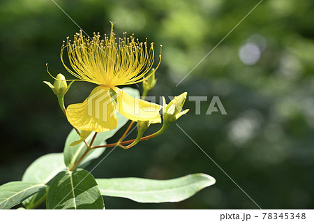 ビヨウヤナギの花 ビヨウヤナギの花 78345348