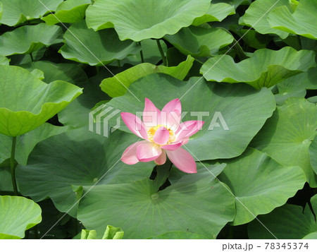 咲き始めた千葉公園のオオガハスの桃色の花 咲き始めた千葉公園のオオガハスの桃色の花 78345374