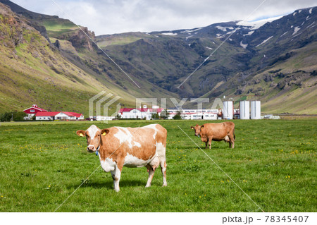 Dairy Holstein Friesian cattle grazing at a pasture with farm in background Iceland Scandinavia Dairy Holstein Friesian cattle grazing at a pasture with farm in background Iceland Scandinavia 78345407