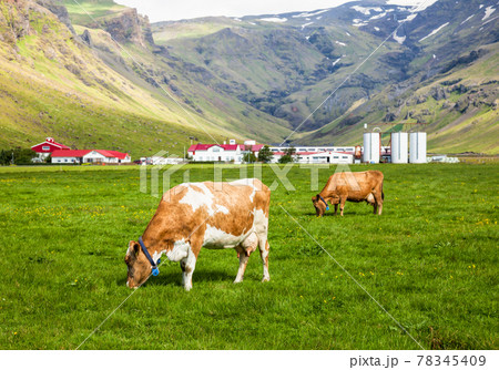 Icelandic dairy farm 78345409