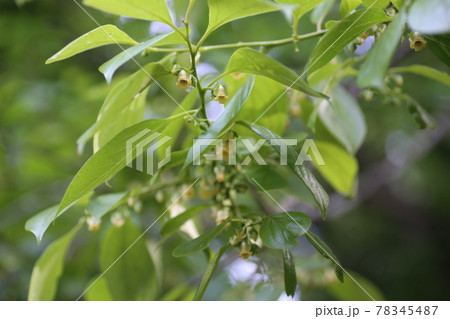 緑の地味な、カキの花 78345487