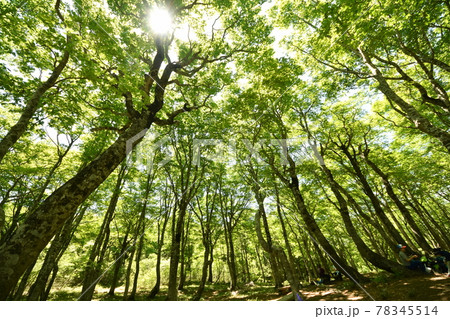 新緑 ブナ 平家平 エコイメージ 新緑 ブナ 平家平 エコイメージ 78345514