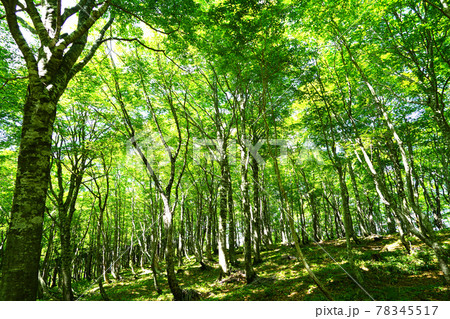 新緑 ブナ 平家平 エコイメージ 新緑 ブナ 平家平 エコイメージ 78345517
