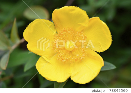 キンシバイ（大輪金糸梅） 78345560