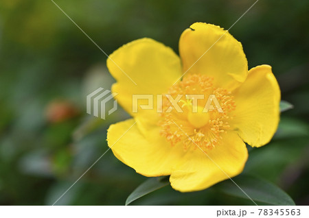 キンシバイ（大輪金糸梅） 78345563