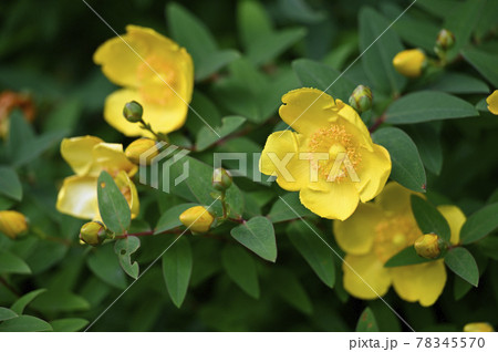 キンシバイ(大輪金糸梅) キンシバイ(大輪金糸梅) 78345570