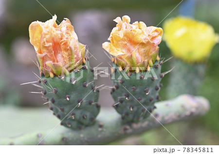 ウチワサボテンの花 ウチワサボテンの花 78345811