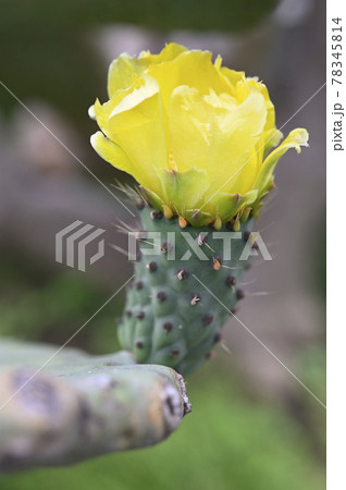 ウチワサボテンの花 78345814