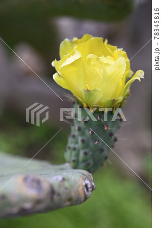 ウチワサボテンの花の写真素材