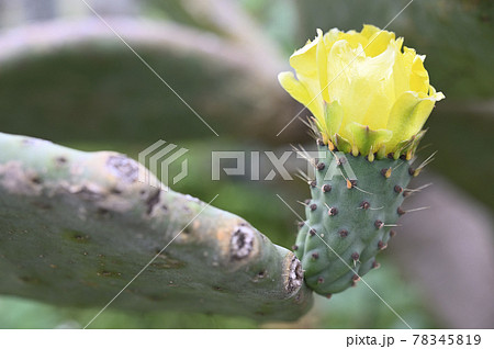 ウチワサボテンの花 ウチワサボテンの花 78345819