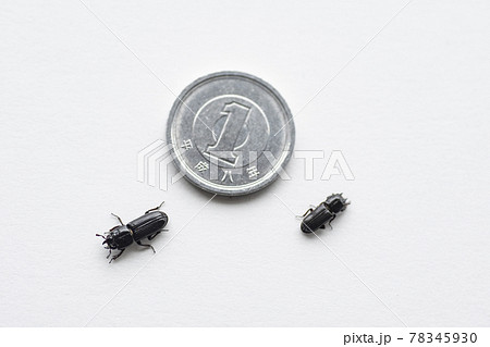 イオウマメクワガタ 白バック 昆虫 マメクワガタ クワガタ 虫  イオウマメクワガタ 白バック 昆虫 マメクワガタ クワガタ 虫  78345930