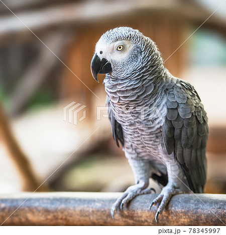Baby macaw bird Baby macaw bird 78345997