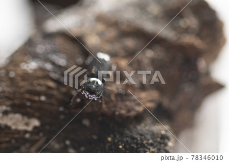 イオウマメクワガタ　白バック　昆虫　マメクワガタ　クワガタ　虫　 78346010