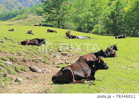 初夏の三城牧場 78346011