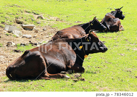 初夏の三城牧場 78346012