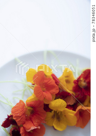 ナスタチウム　Nasturtium　エディブル・フラワー　ハーブ　花　食用花　キンレンカ 78346051