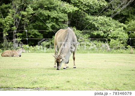 のんほいパークのエランドとアニメキリン のんほいパークのエランドとアニメキリン 78346079