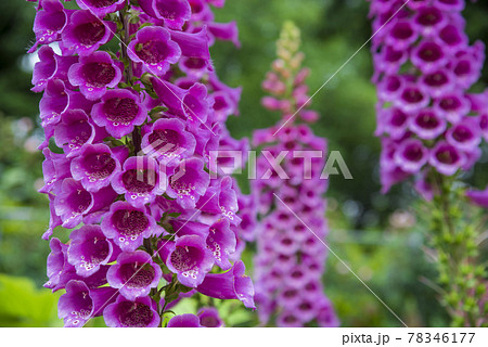 ジギタリス 78346177