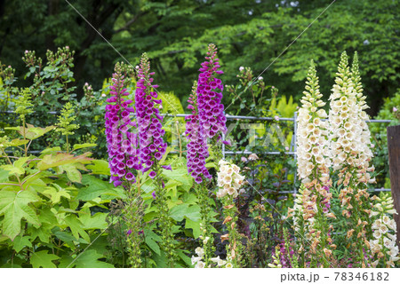 ジギタリス 78346182