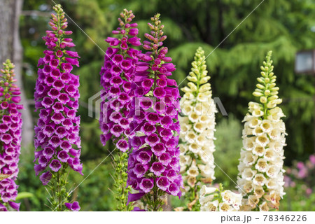 ジギタリス 78346226