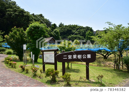 神奈川県中郡二宮町　二宮果樹公園と新緑 78346382