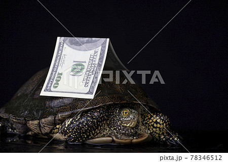 image of turtle money dark background image of turtle money dark background 78346512