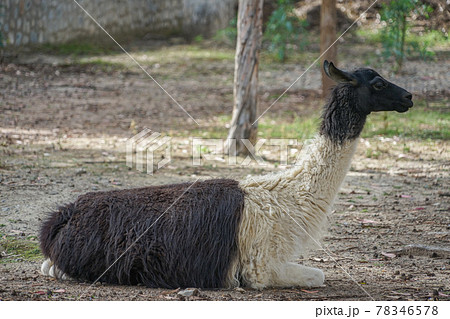 ラマの写真素材