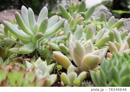 庭の多肉植物 庭の多肉植物 78346646