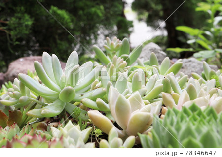 庭の多肉植物 78346647
